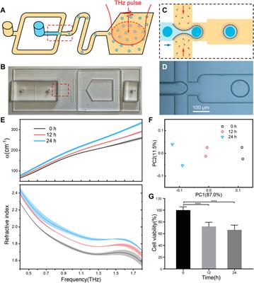 Terahertz refractive phenotype of living cells